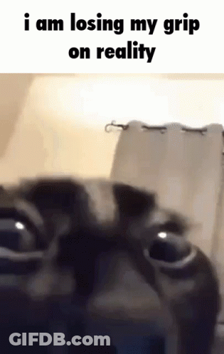 Cat Losing Grip On Reality GIF