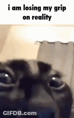 Cat Losing Grip On Reality GIF