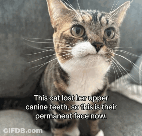 Cat Lost Her Upper Canine Teeth GIF