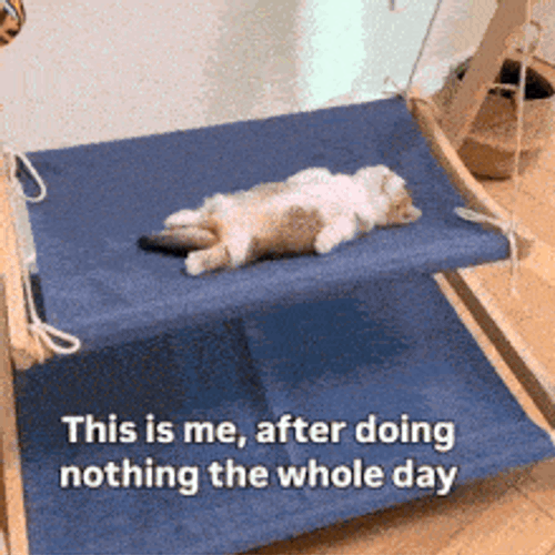 Cat Lounging GIF