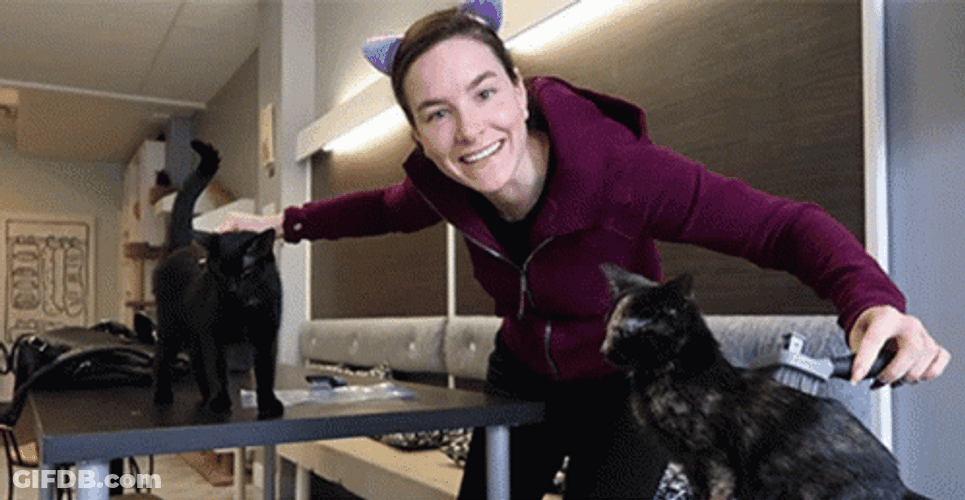 Cat Lover Cat Combing GIF