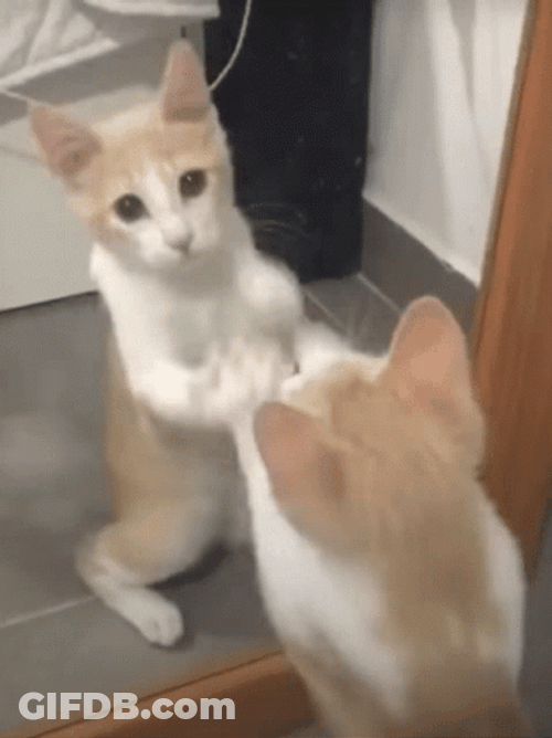 Cat Lover Cat In The Mirror GIF