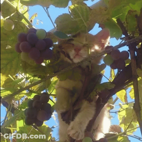 Cat Lover Clips GIF