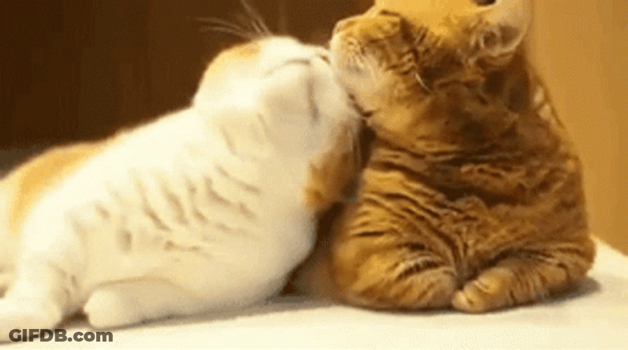 Cat Lover Couple Cats GIF