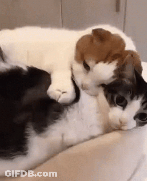 Cat Lover Cuddling GIF