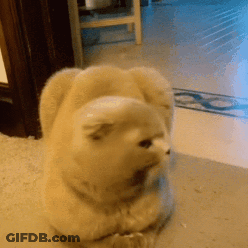 Cat Lover Disney Eyes GIF