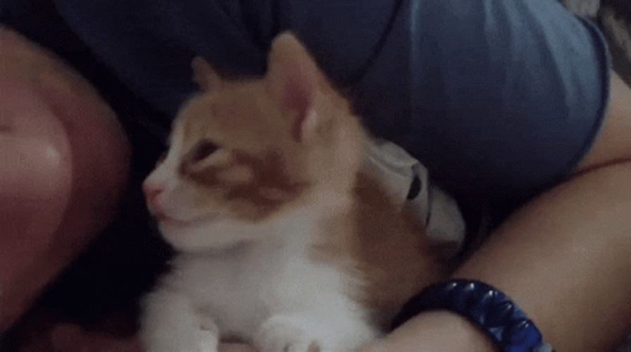 Cat Lover  Fainted On Kiss GIF