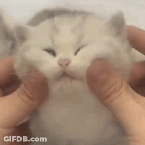 Cat Lover Fluffy  Cheeks GIF