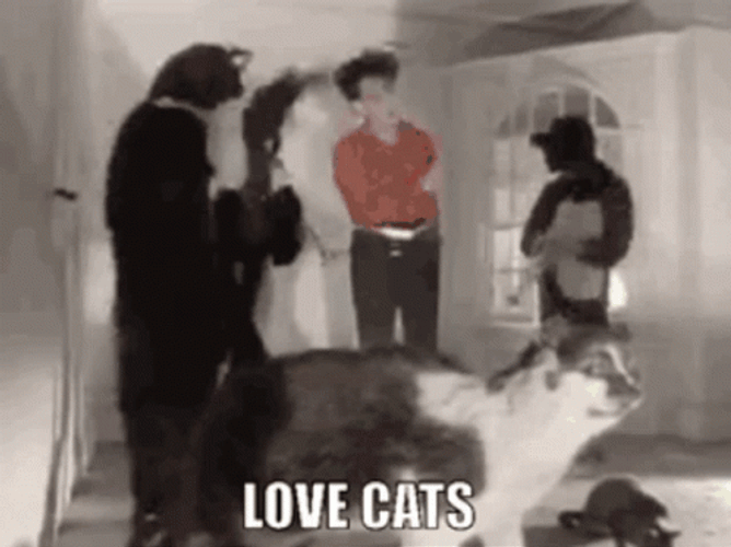 Cat Lover Guys In Costume GIF