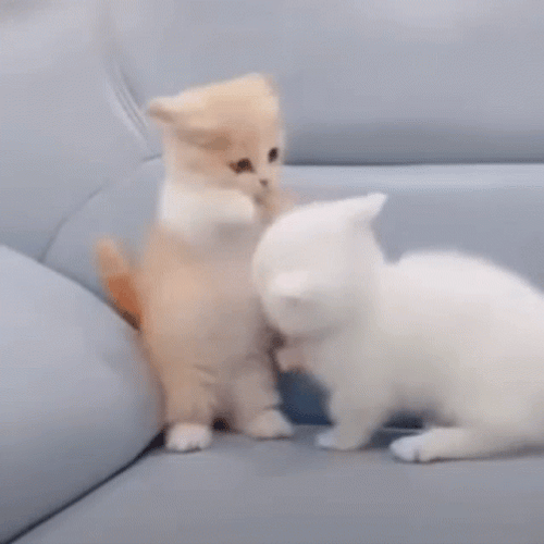Cat Lover Little Cats Small Fight GIF