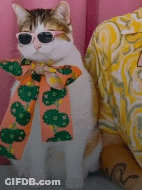Cat Lover Summer Attire GIF