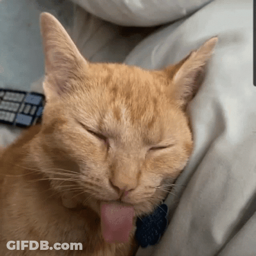 Cat Lover Tongue Out GIF