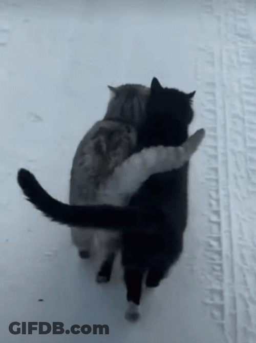 Cat Lover Walking Together In The Snows GIF