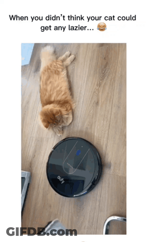 Cat Loves Being Pulled By Roomba Irobot Vacuum Cleaner GIF