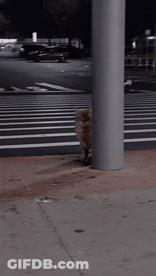 Cat Lurking Behind The Post GIF