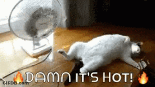 Cat Lying By Fan Damn It's Hot GIF