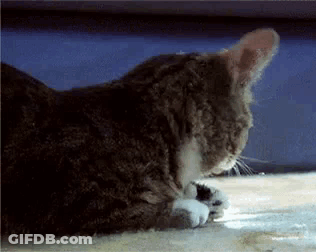 Cat Lying Down Eyes Closed GIF