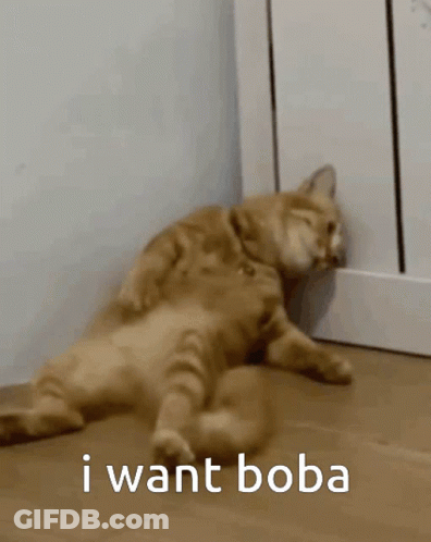 Cat Lying Down Saying I Want Boba GIF