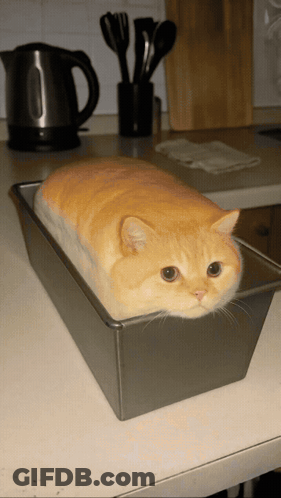 Cat Lying In Bread Loaf GIF