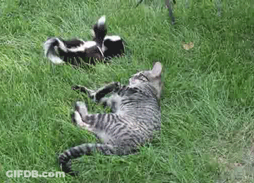Cat Lying In Grass Next To Two Skunks GIF