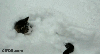 Cat Lying In Snow GIF