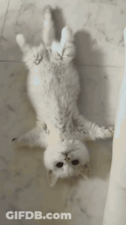 Cat Lying Lay Down GIF