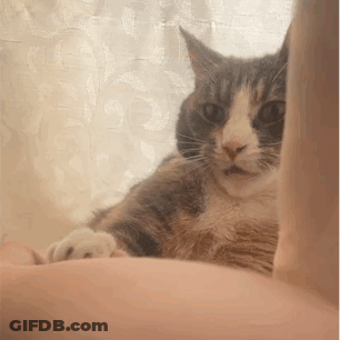 Cat Lying On Arm Looking At Camera GIF