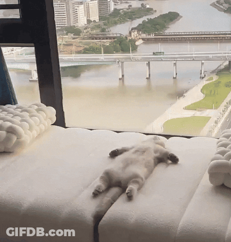 Cat Lying On Back By Window GIF