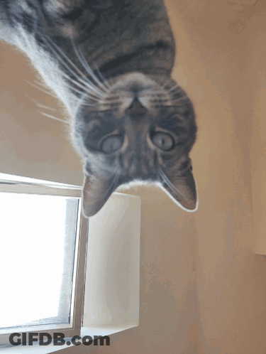 Cat Lying On Back Looking Up GIF