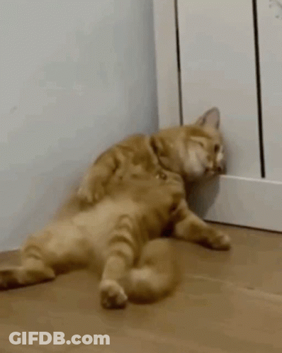 Cat Lying On Back Next To Radiator GIF
