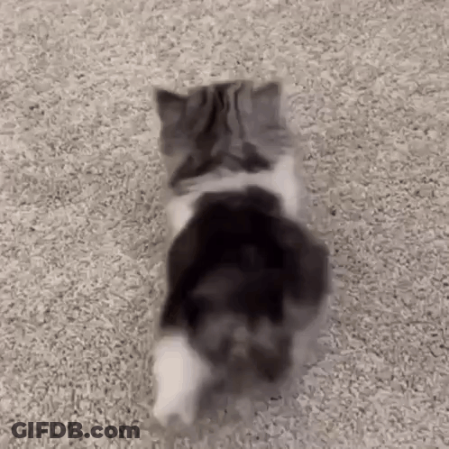 Cat Lying On Back On Carpet Looking At Camera GIF