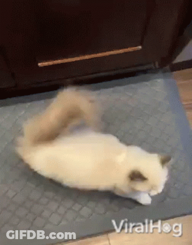 Cat Lying On Back On Mat GIF
