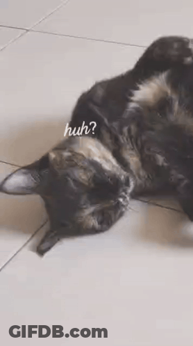 Cat Lying On Back On Tile Floor GIF