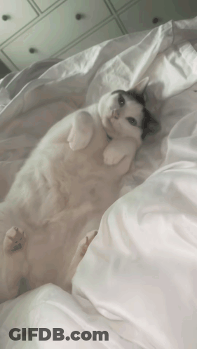 Cat Lying On Back On White Bed GIF