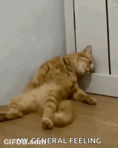 Cat Lying On Back With My General Feeling GIF