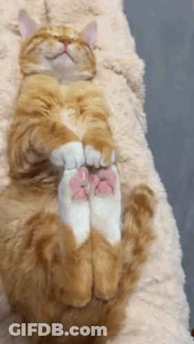 Cat Lying On Back With Paws Up GIF
