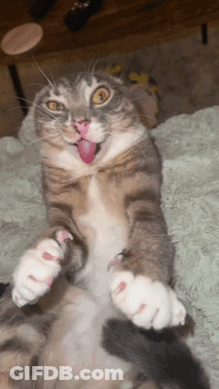 Cat Lying On Back With Tongue Out GIF