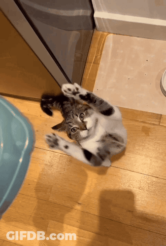 Cat Lying On Back GIF