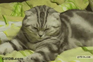 Cat Lying On Bed Eyes Closed Looking At Camera GIF