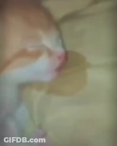 Cat Lying On Bed GIF