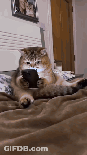 Cat Lying On Bed Holding Phone GIF