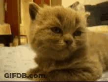 Cat Lying On Bed Looking At Camera GIF