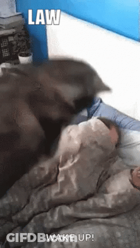 Cat Lying On Bed Next To Sleeping Person GIF