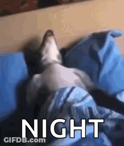 Cat Lying On Bed Night GIF