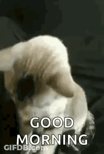 Cat Lying On Bed Saying Good Morning GIF
