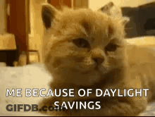 Cat Lying On Bed Saying Me Because Of Daylight Savings GIF