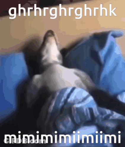 Cat Lying On Bed Saying Mimimimimimi GIF