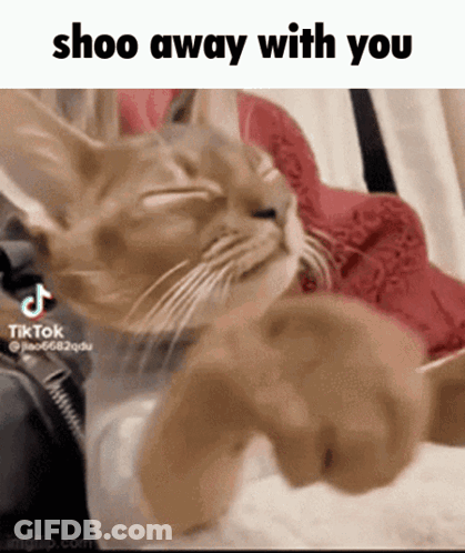 Cat Lying On Bed Saying Shoo Away GIF