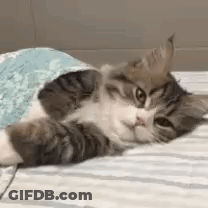 Cat Lying On Bed Under Blanket GIF