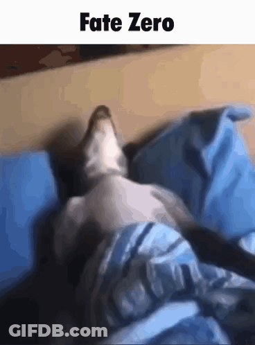 Cat Lying On Bed With Blue Blanket GIF